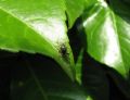 Heliophanus sp.